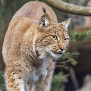 Preview wallpaper lynx, ears, animal, predator