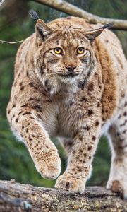 Preview wallpaper lynx, ears, animal, predator, movement