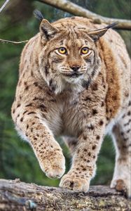 Preview wallpaper lynx, ears, animal, predator, movement