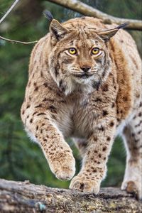 Preview wallpaper lynx, ears, animal, predator, movement