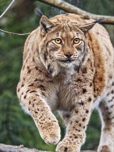 Preview wallpaper lynx, ears, animal, predator, movement