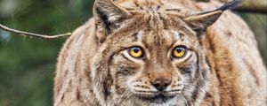 Preview wallpaper lynx, ears, animal, predator, movement