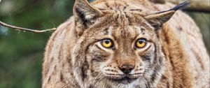 Preview wallpaper lynx, ears, animal, predator, movement