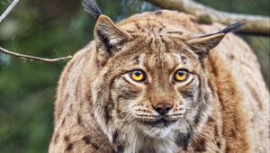 Preview wallpaper lynx, ears, animal, predator, movement