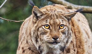 Preview wallpaper lynx, ears, animal, predator, movement