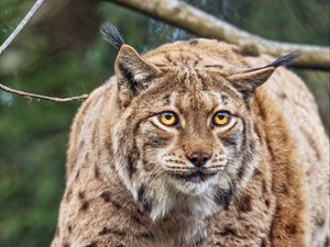 Preview wallpaper lynx, ears, animal, predator, movement