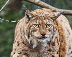 Preview wallpaper lynx, ears, animal, predator, movement