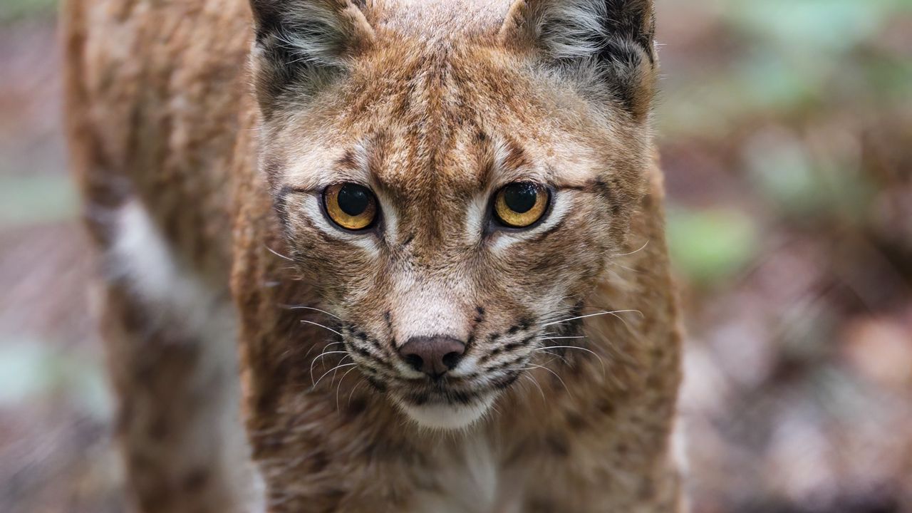 Wallpaper lynx, ears, predator, wildlife, big cat
