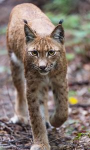 Preview wallpaper lynx, ears, predator, wildlife, big cat