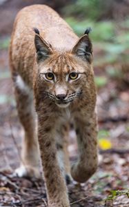 Preview wallpaper lynx, ears, predator, wildlife, big cat