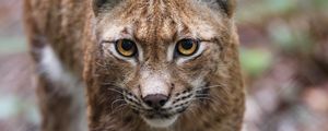 Preview wallpaper lynx, ears, predator, wildlife, big cat