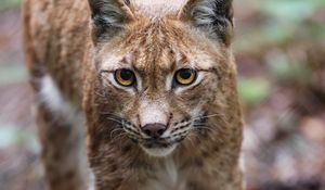 Preview wallpaper lynx, ears, predator, wildlife, big cat