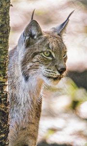 Preview wallpaper lynx, ears, predator, big cat, blur