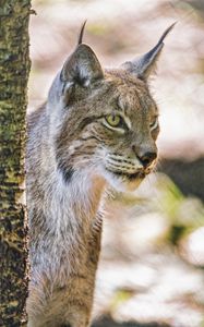 Preview wallpaper lynx, ears, predator, big cat, blur