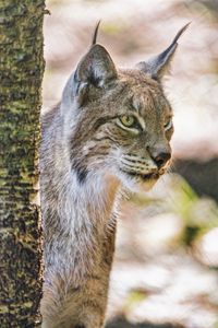 Preview wallpaper lynx, ears, predator, big cat, blur