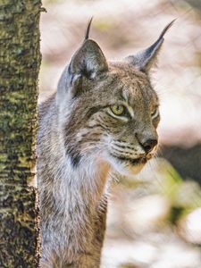 Preview wallpaper lynx, ears, predator, big cat, blur