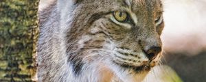 Preview wallpaper lynx, ears, predator, big cat, blur