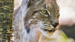 Preview wallpaper lynx, ears, predator, big cat, blur