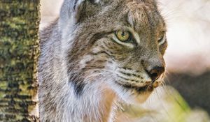 Preview wallpaper lynx, ears, predator, big cat, blur