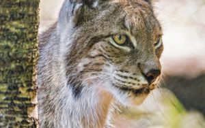 Preview wallpaper lynx, ears, predator, big cat, blur