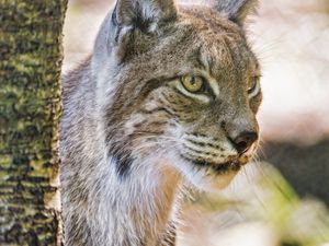 Preview wallpaper lynx, ears, predator, big cat, blur