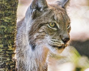 Preview wallpaper lynx, ears, predator, big cat, blur