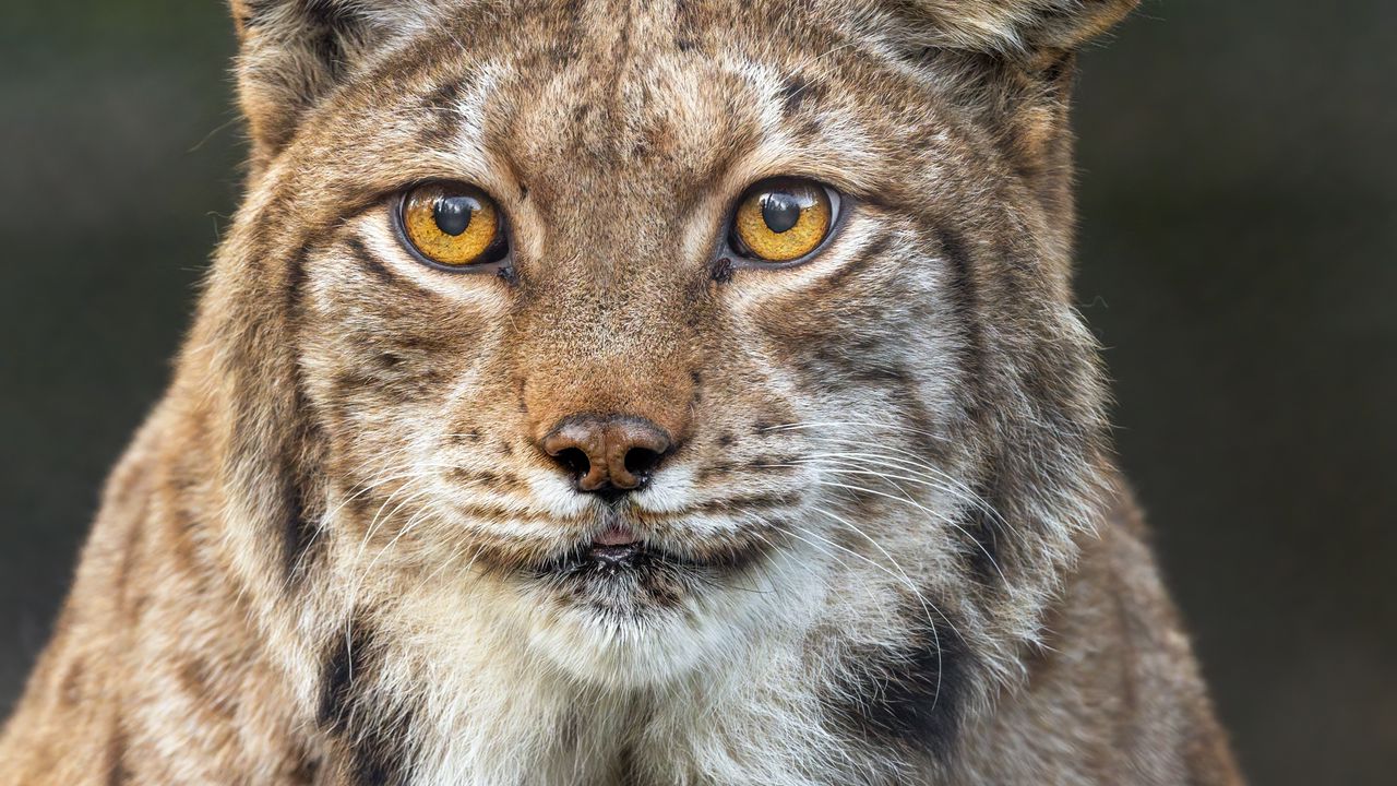 Wallpaper lynx, ears, wild animal, predator