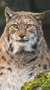 Preview wallpaper lynx, ears, wild animal, predator