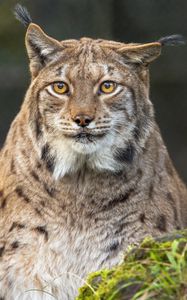 Preview wallpaper lynx, ears, wild animal, predator