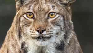 Preview wallpaper lynx, ears, wild animal, predator