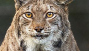 Preview wallpaper lynx, ears, wild animal, predator