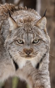 Preview wallpaper lynx, eyes, ears, predator, big cat, animal