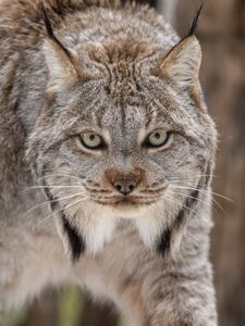 Preview wallpaper lynx, eyes, ears, predator, big cat, animal