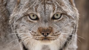 Preview wallpaper lynx, eyes, ears, predator, big cat, animal