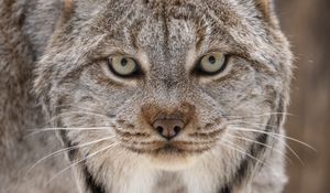 Preview wallpaper lynx, eyes, ears, predator, big cat, animal