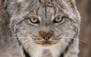 Preview wallpaper lynx, eyes, ears, predator, big cat, animal