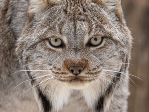 Preview wallpaper lynx, eyes, ears, predator, big cat, animal