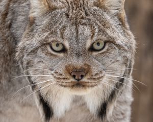 Preview wallpaper lynx, eyes, ears, predator, big cat, animal