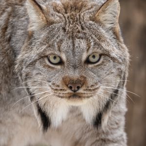 Preview wallpaper lynx, eyes, ears, predator, big cat, animal