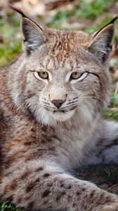 Preview wallpaper lynx, face, beautiful, big cat