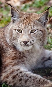 Preview wallpaper lynx, face, beautiful, big cat