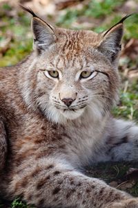 Preview wallpaper lynx, face, beautiful, big cat