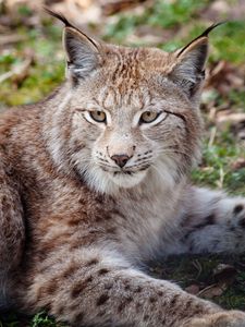 Preview wallpaper lynx, face, beautiful, big cat