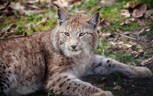 Preview wallpaper lynx, face, beautiful, big cat