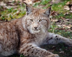 Preview wallpaper lynx, face, beautiful, big cat