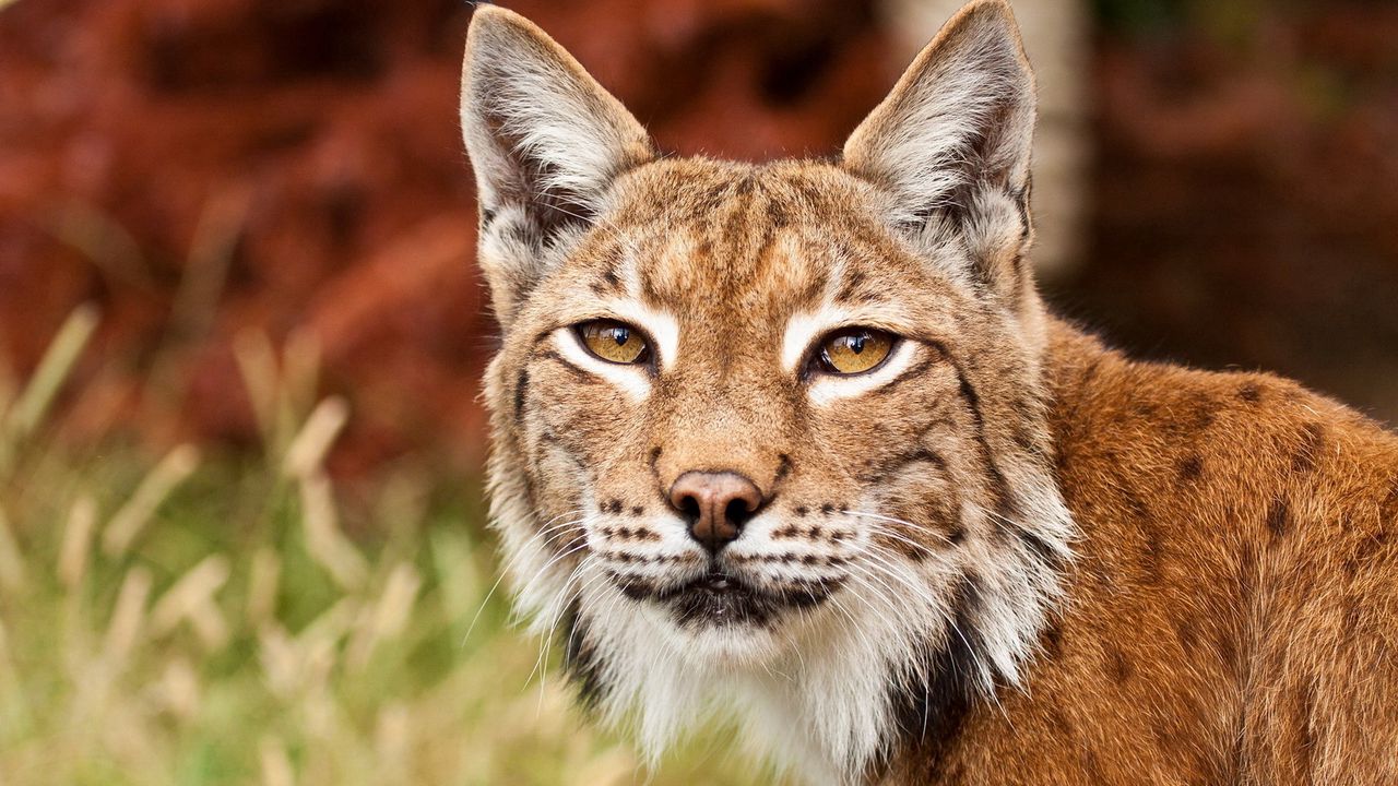 Wallpaper lynx, face, ears, hand, eyes, big cat