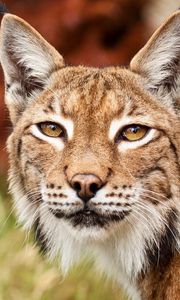 Preview wallpaper lynx, face, ears, hand, eyes, big cat