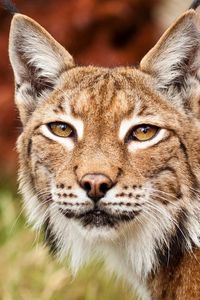 Preview wallpaper lynx, face, ears, hand, eyes, big cat