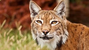 Preview wallpaper lynx, face, ears, hand, eyes, big cat