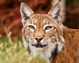 Preview wallpaper lynx, face, ears, hand, eyes, big cat